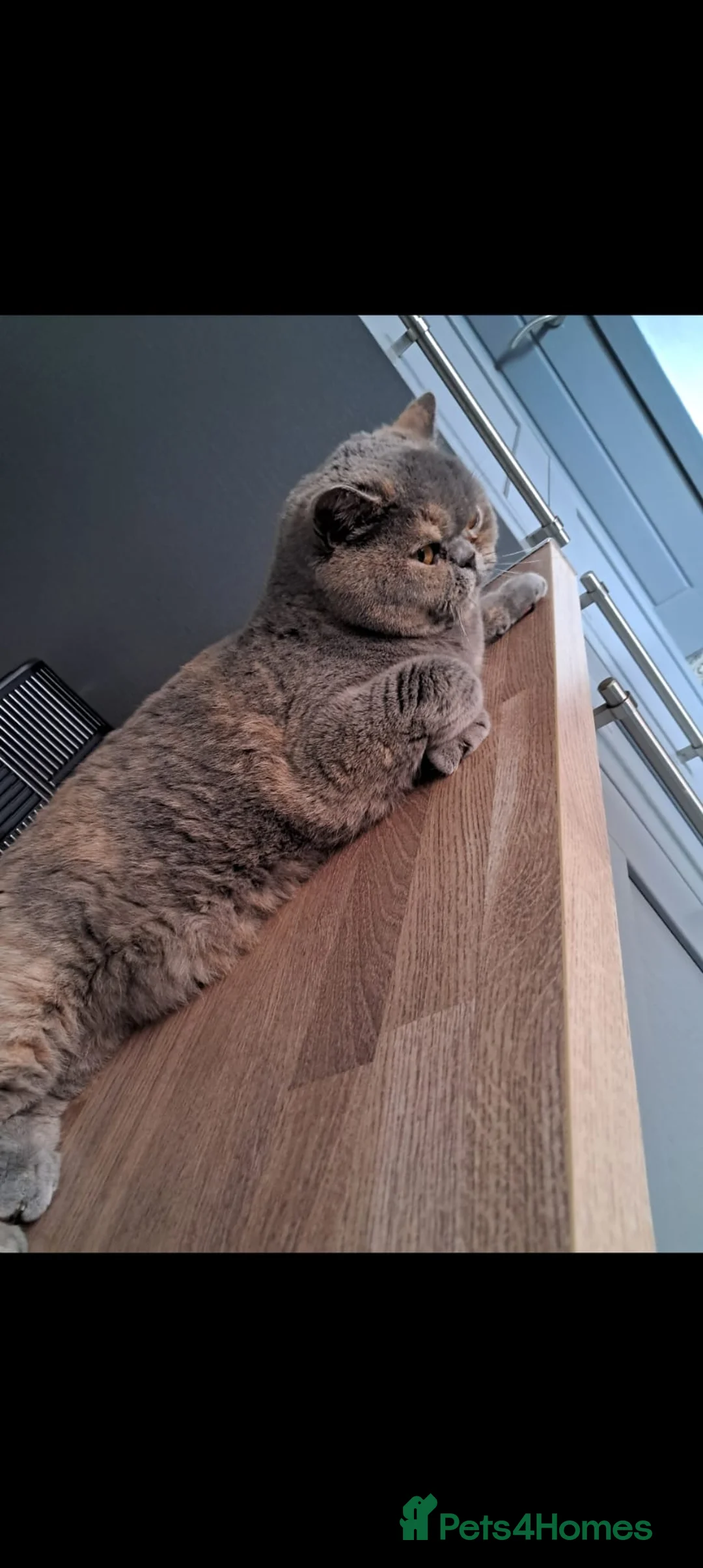 British Shorthair cats for sale: 3 year old female British shorthair  - Advert 4