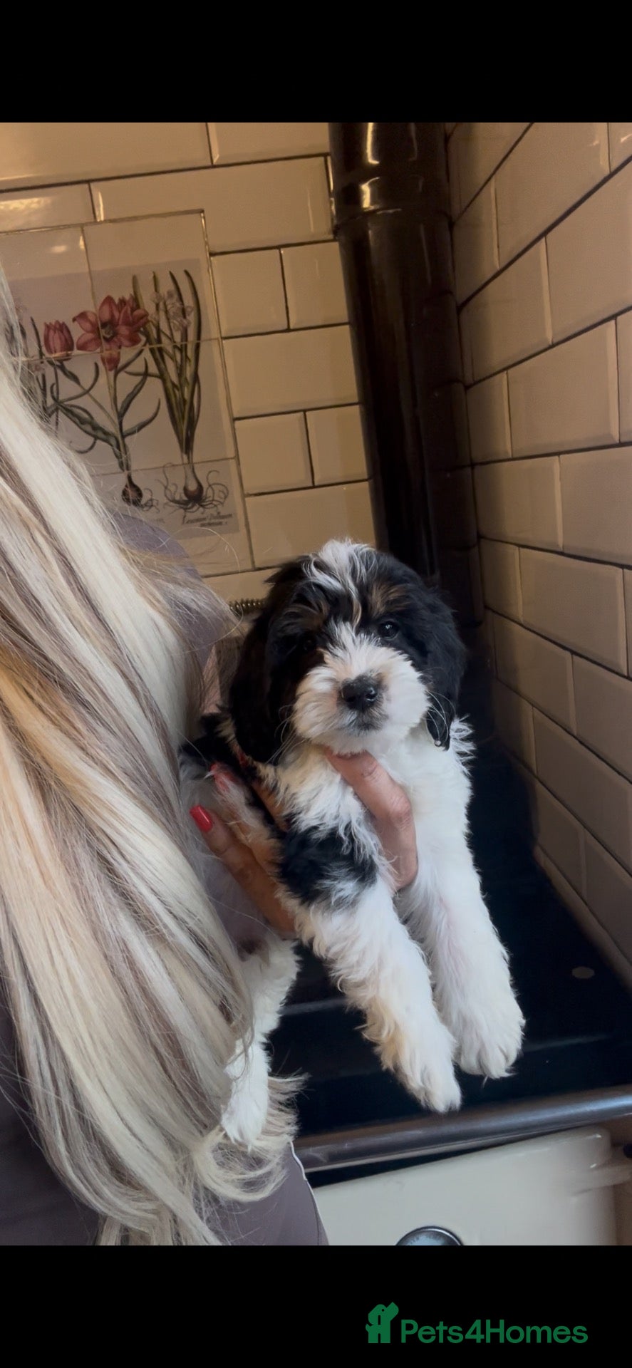 Cavapoo dogs for sale: Cavapoo males and female  - Advert 2