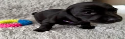 Miniature Dachshund dogs for sale: Rare Solid Colour PRA Clear KC Mini Dachshund Pups - Advert 13