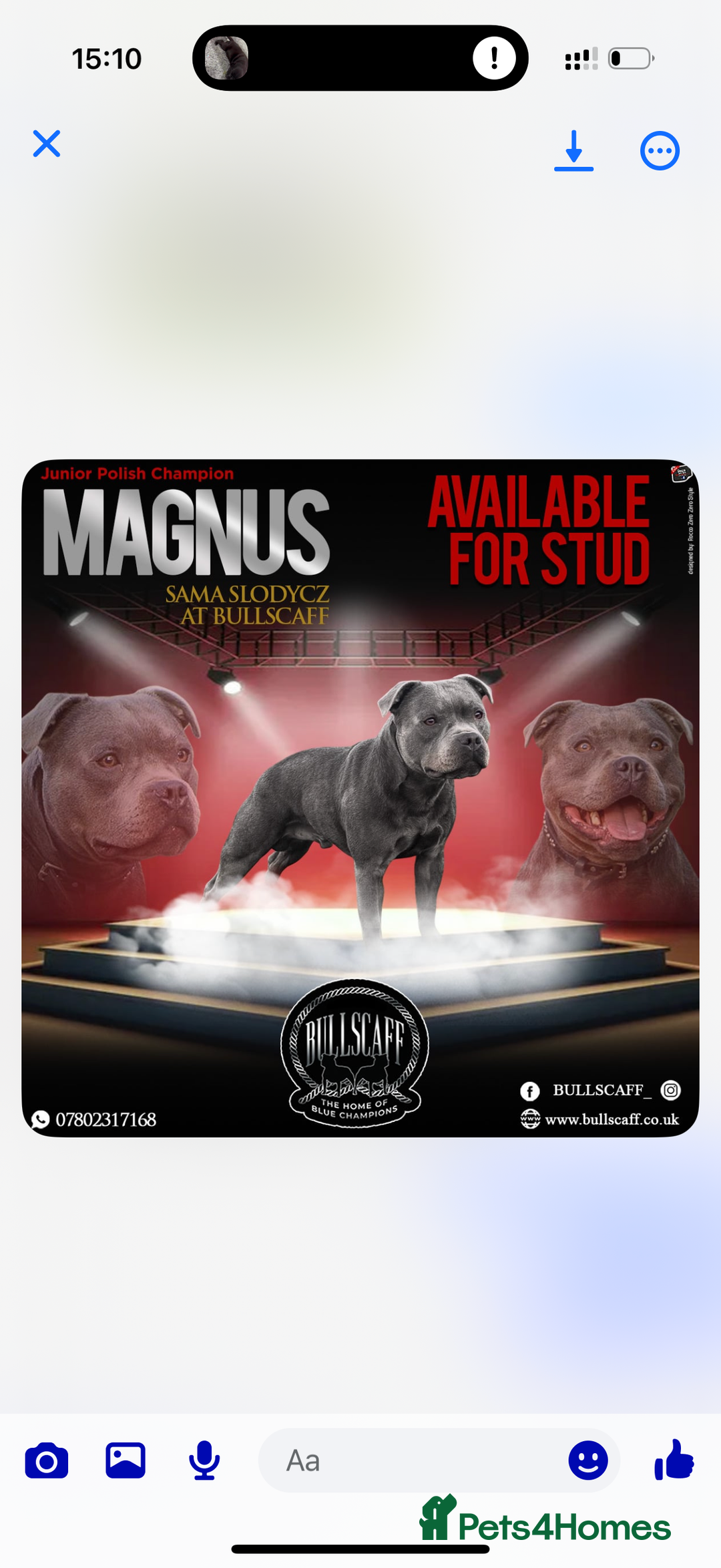 Staffordshire Bull Terrier dogs for stud: A NEW SUPERIOR SOLID BLUE MALE  - Advert 4