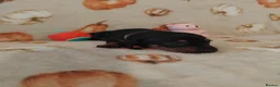 Miniature Dachshund dogs for sale: Miniat Dachshund puppy READY TO LEAVE  - Advert 18