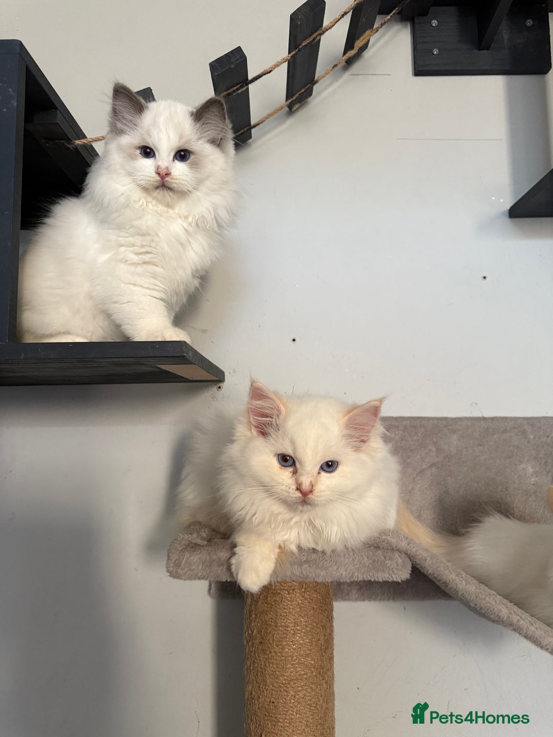 Ragdoll cats for sale: Stunning GCCF/TICA Purebred Reg Ragdoll Kittens - Advert 19
