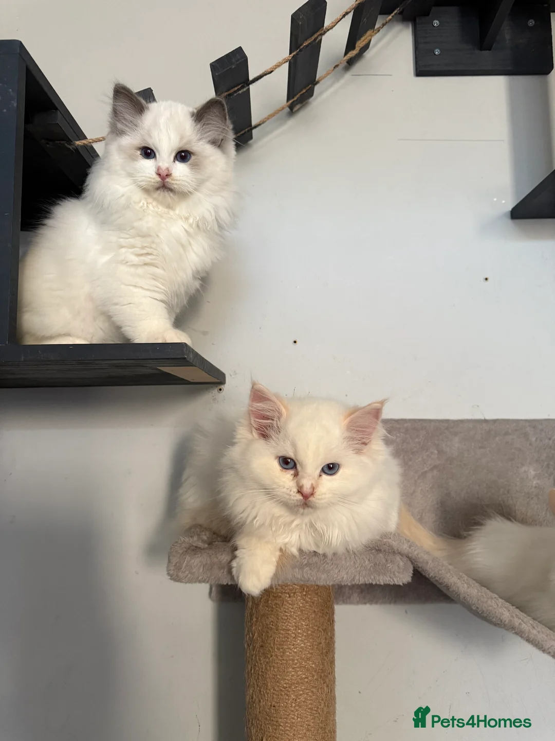 Ragdoll cats for sale: Ready Now  GCCF/TICA Purebred Reg Ragdoll Kittens - Advert 14