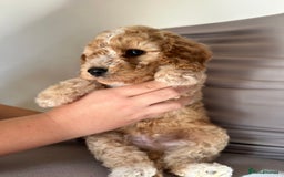 Cockapoo dogs for sale: Adorable Pappy Bread Cockapoo Puppies F2 - Image 9