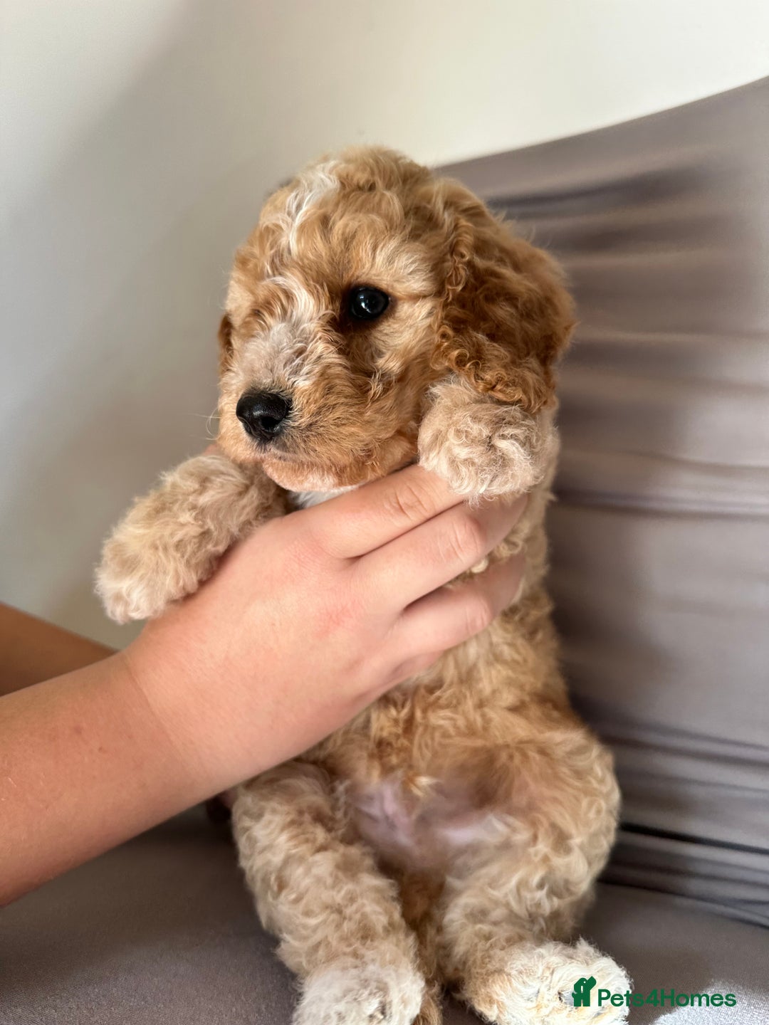 Cockapoo dogs for sale: Adorable Pappy Bread Cockapoo Puppies F2 - Image 9