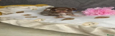 Chihuahua 3