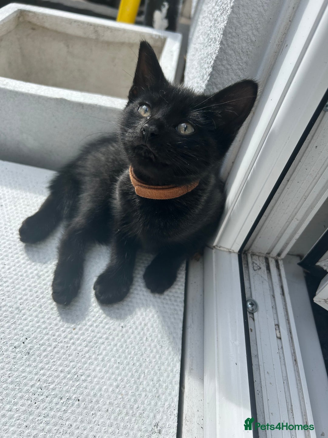 Mixed Breed cats for sale: 2 stunning girls - Image 1