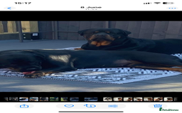 Rottweiler dogs for sale: Beautiful litter of 6 boys - Image 15