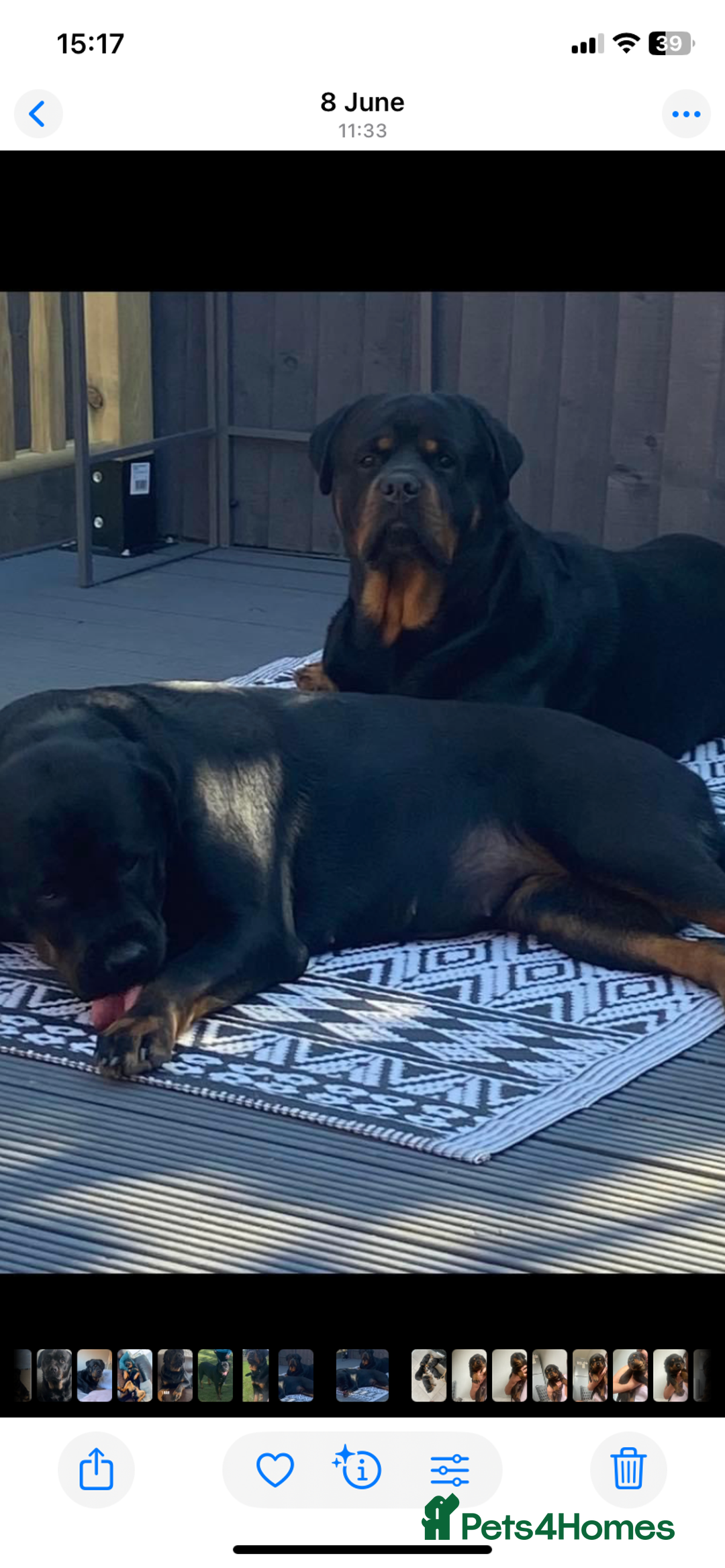 Rottweiler dogs for sale: Beautiful litter of 6 boys - Image 15