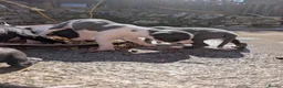 Whippet dogs for sale: KC REGISTERED WHIPPET PUPPIES – READY 31ST AUGUST - Advert 17
