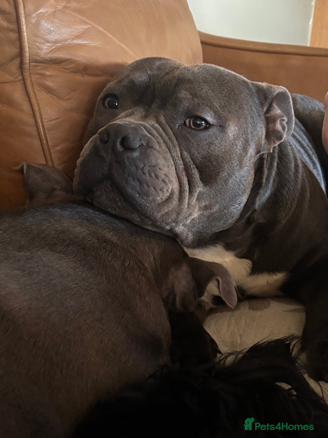 Staffordshire Bull Terrier dogs for stud: Staffordshire Bull Terrier (stud dog) - Advert 10