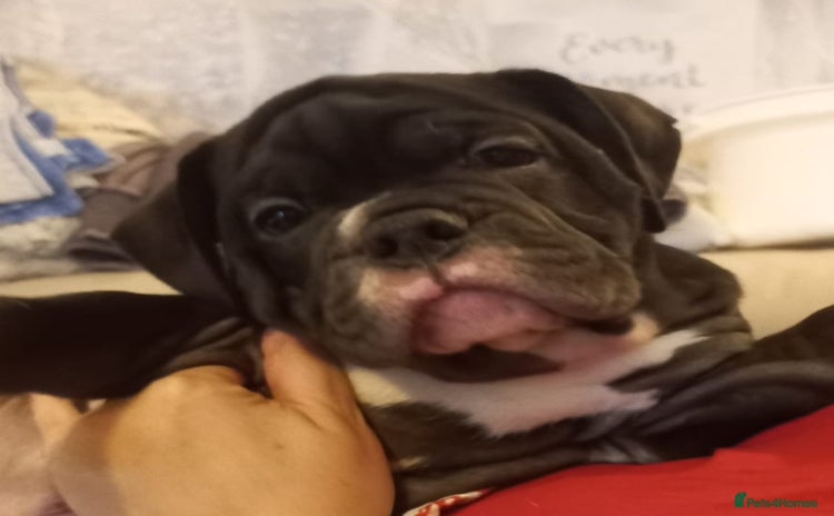 Olde English Bulldogge dogs - Advert 1