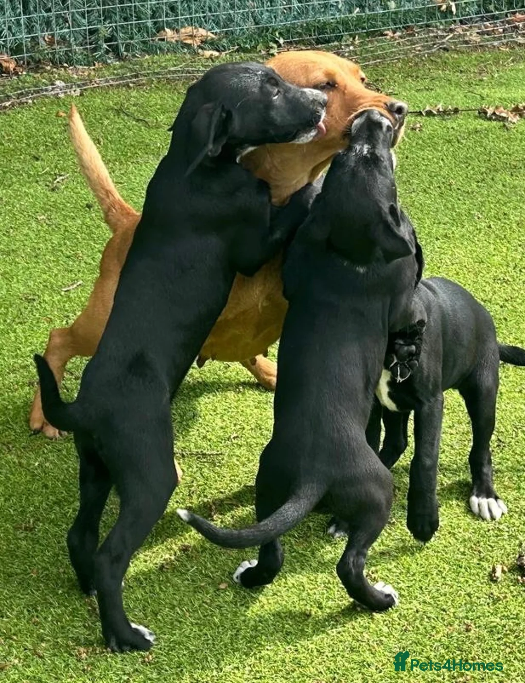 Borador dogs for sale: Beautiful Borador Puppies – Ready Now - Advert 6