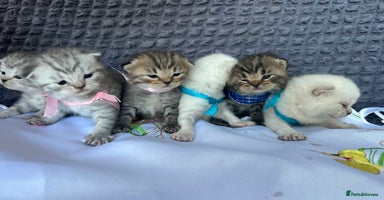 Scottish Fold cats - Advert 11