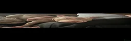 American Bully dogs for stud: STUNNING KC REG POCKET AMERICAN BULL DOG 🐶  - Advert 9