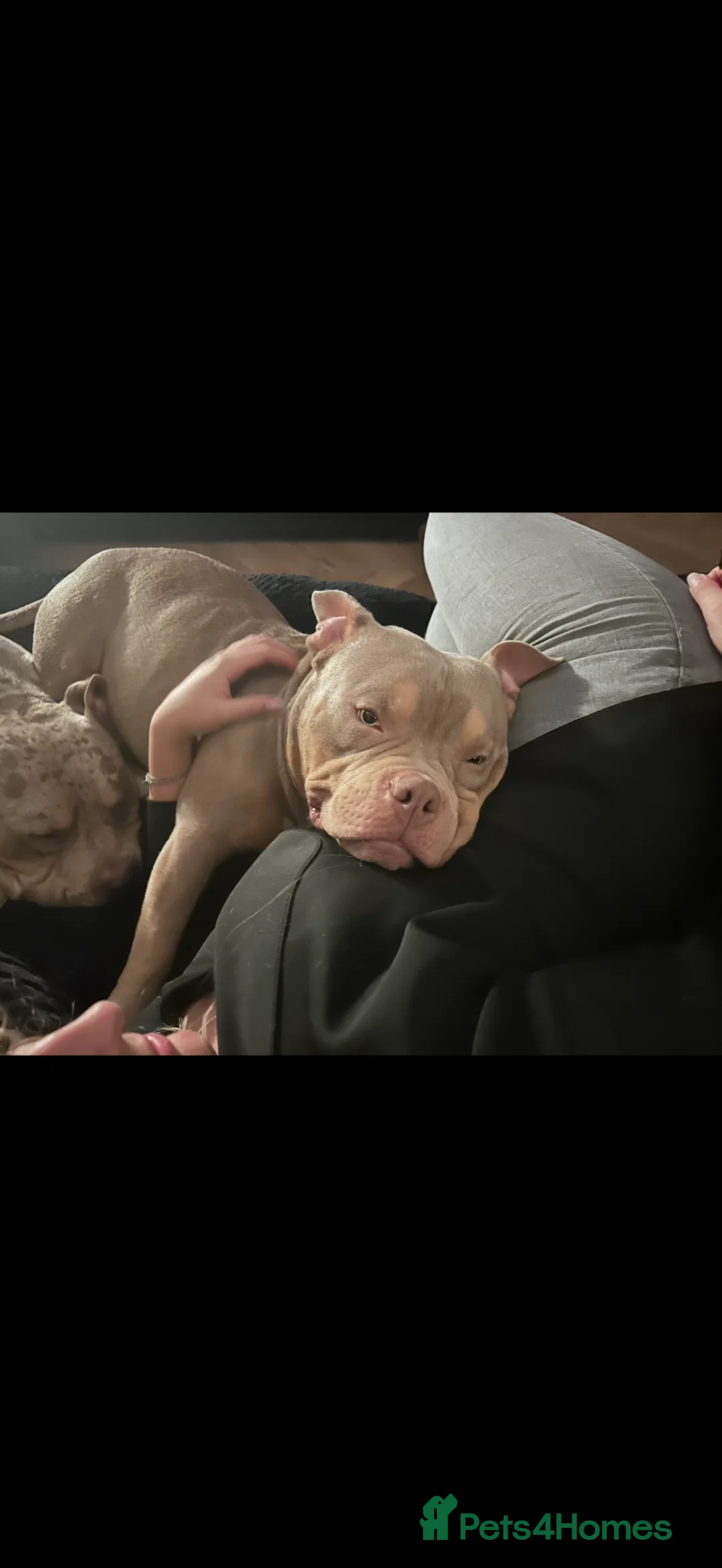 American Bully dogs for stud: STUNNING KC REG POCKET AMERICAN BULL DOG 🐶  - Advert 9