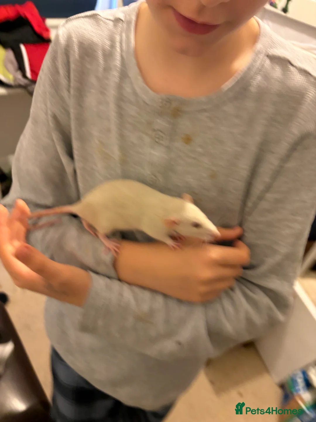 Rat rodents for sale: Three female rats, cage and all accessories  - Advert 2