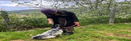 English Setter dogs for adoption: Mora  in New Romney - Advert 6