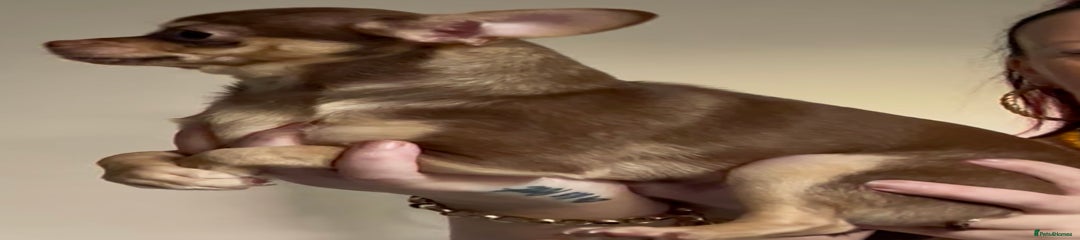 Chihuahua Puppy 1