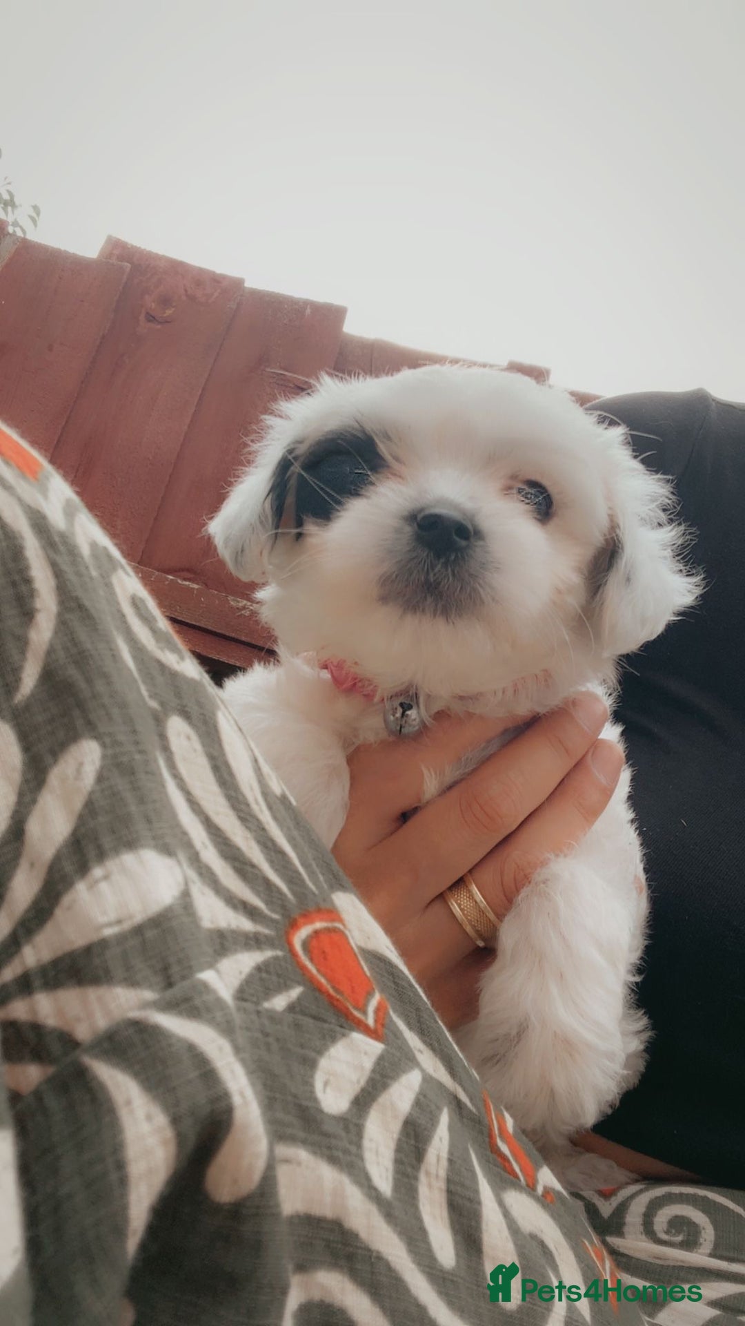 Maltese dogs for sale: bichon meltese  - Image 8
