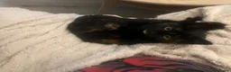 Domestic Shorthair cats for sale: Beautiful Tortoiseshell Domestic Shorthair Cat - Advert 20