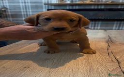 Labrador Retriever dogs for sale: Fox Red Labrador Puppies - Advert 10