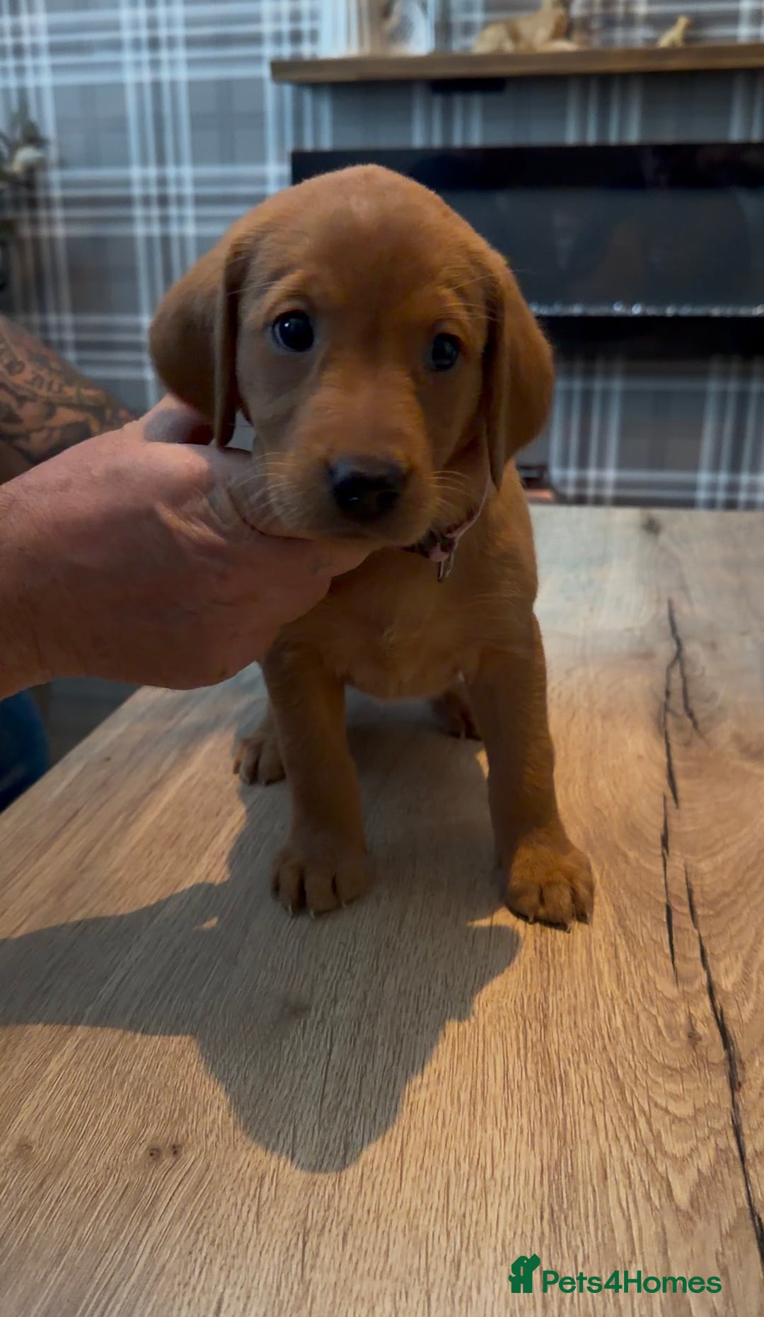 Labrador Retriever dogs for sale: Fox Red Labrador Puppies - Advert 10