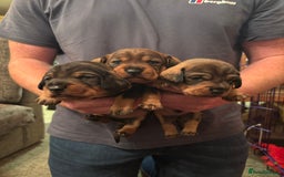 Dachshund dogs for sale: 3 gorgeous Teckel Dachshunds - Image 1