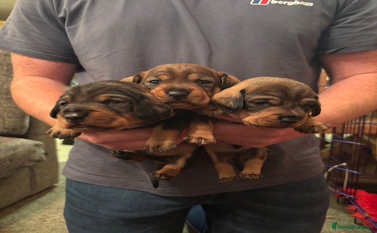Dachshund dogs - Advert 3