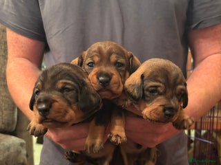 Dachshund dogs - Advert 7