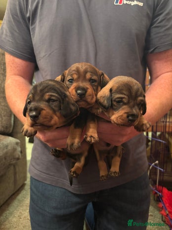 Dachshund dogs - Advert 12