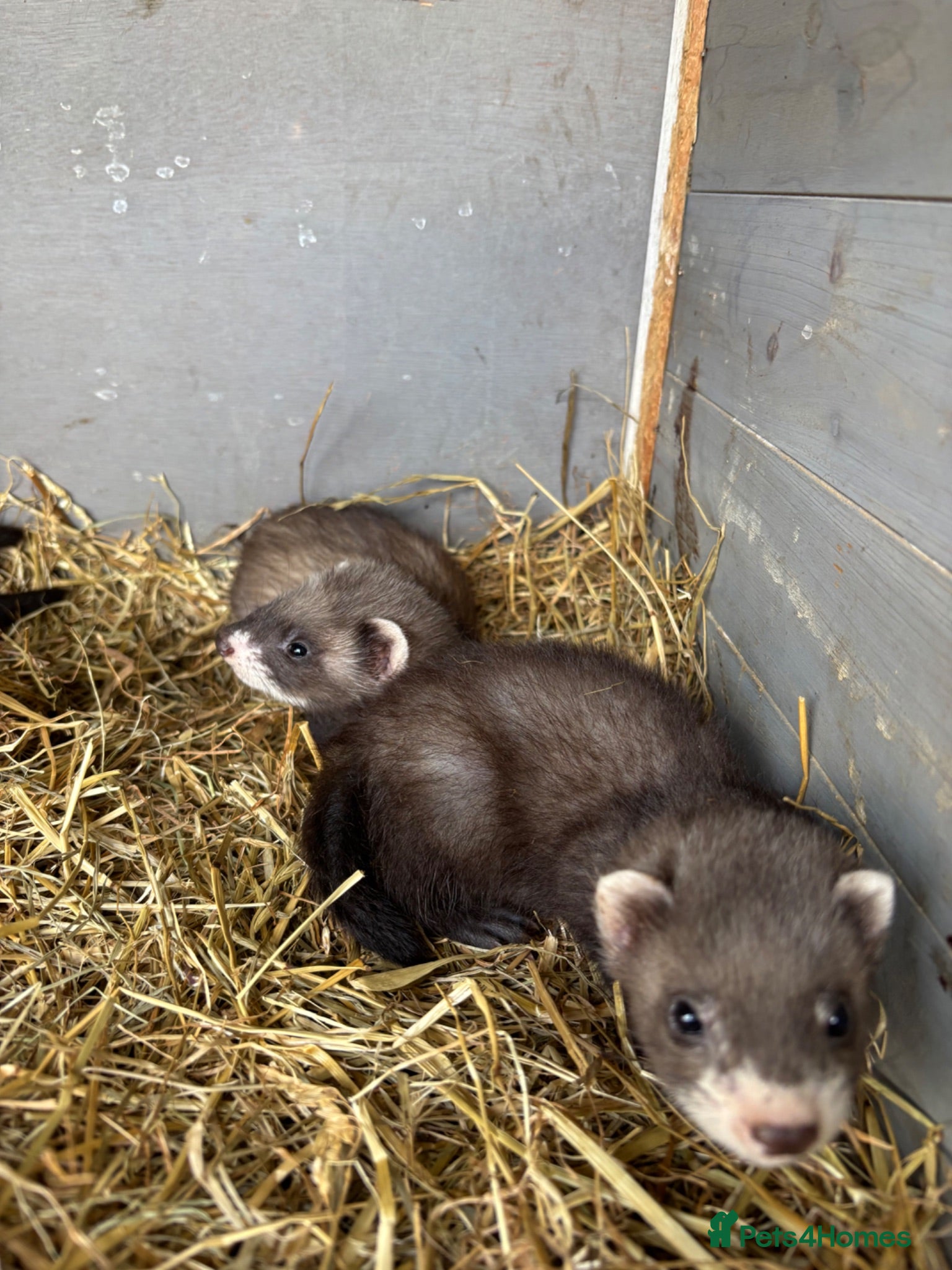 Ferret rodents Ferrets for sale  - Advert 4