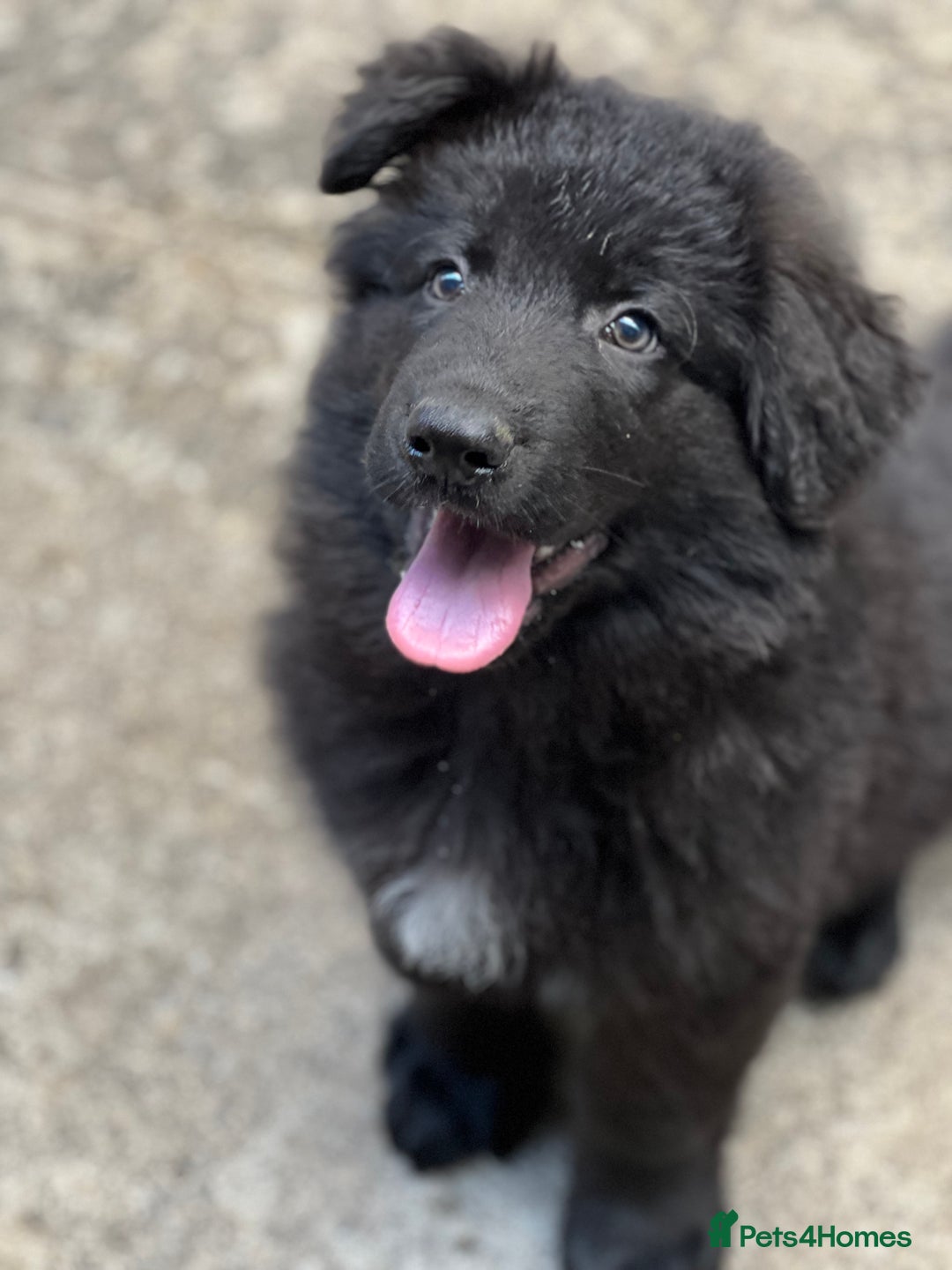 German Shepherd dogs for sale: German shepherd puppies  - Image 13
