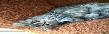 Persian Kitten 1