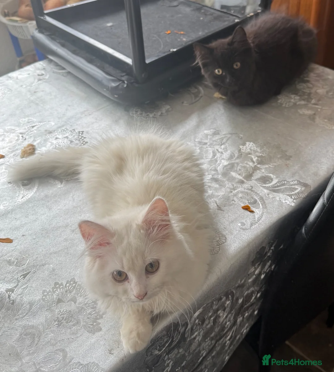 Mixed Breed cats for sale: Beautiful, energetic kittens  in Milton Keynes - Advert 2