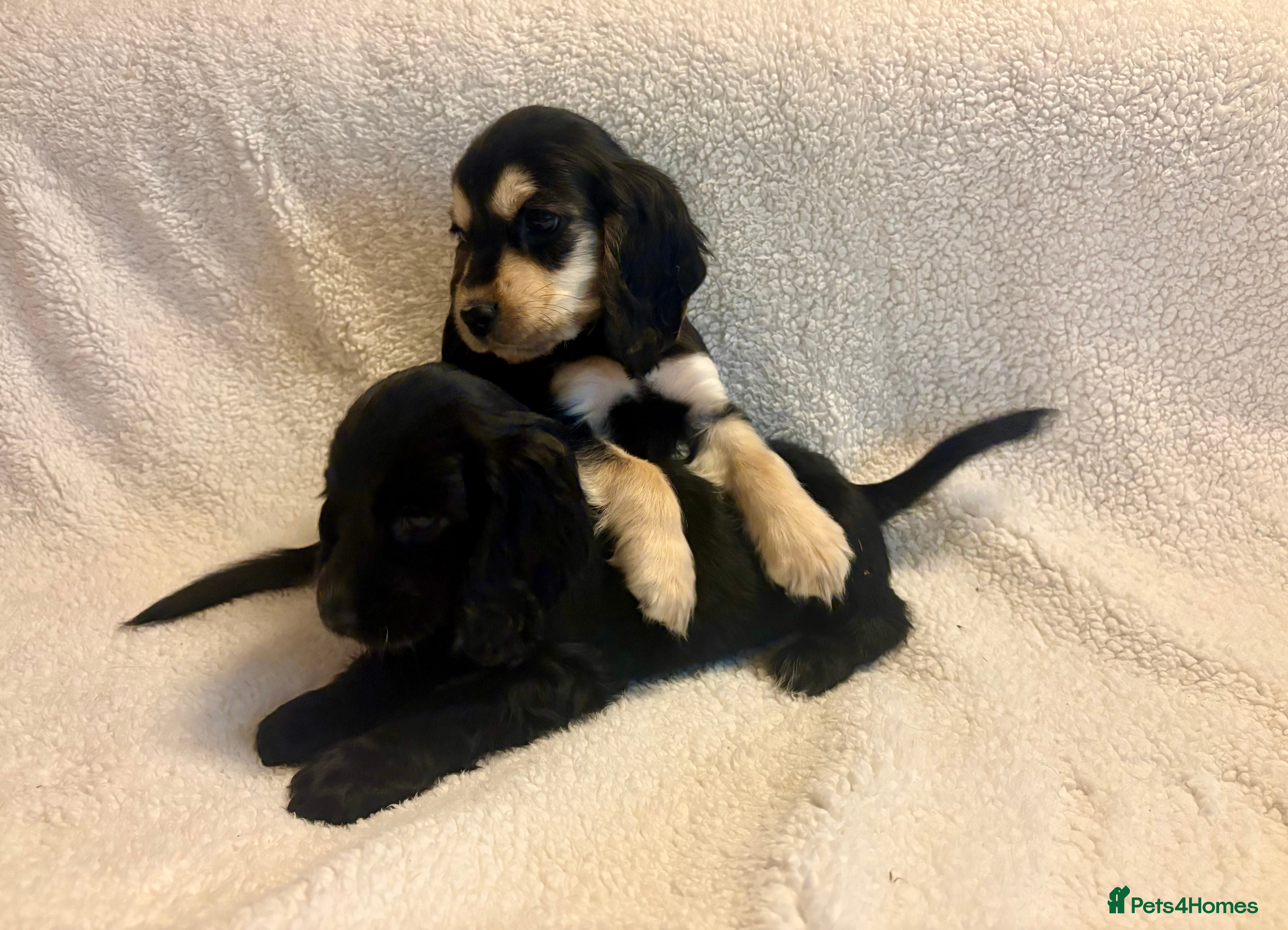 Cocker Spaniel dogs Show type spaniels - Advert 14