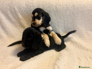 Cocker Spaniel dogs Show type spaniels - Advert 1