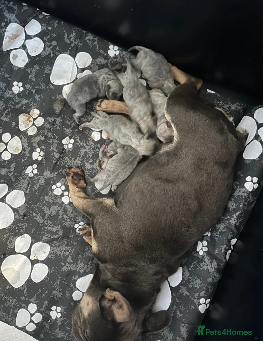 Mixed Breed dogs for sale: WHIPPET X FRENCHBULLDOG PUPPIES 💕💙 - Advert 8