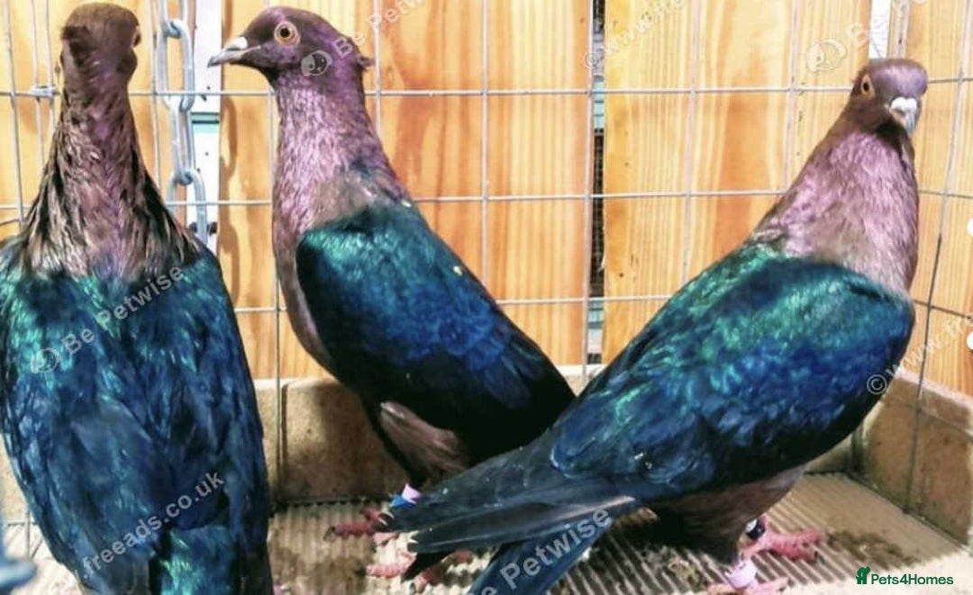 Pigeons birds for sale: RARE GREEN WING ARCHANGEL PIGEONS - Image 4