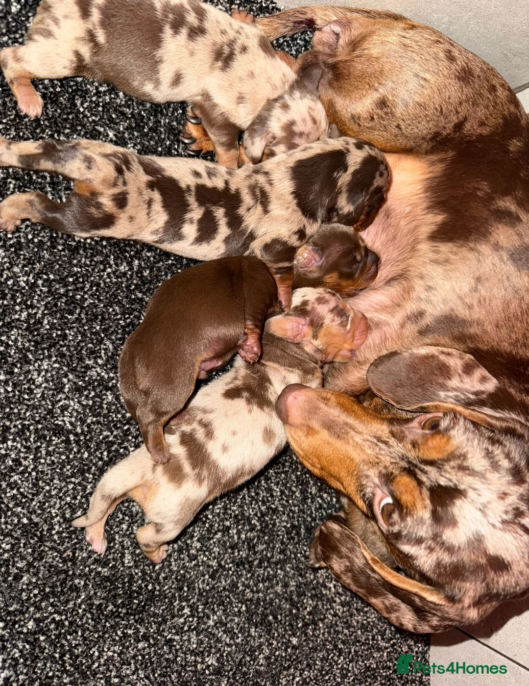 Miniature Dachshund dogs for sale: Stunning Dapple Dachshunds - Advert 8