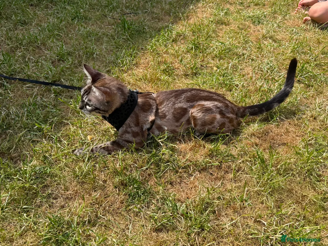 Bengal cats for sale: Retired Bengal Queen in Southam - Advert 2