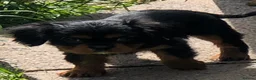 Cavalier King Charles Spaniel dogs for sale: Cavalier King Charles puppies  in Warrington - Advert 26