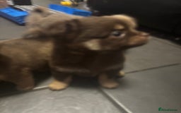 Chihuahua dogs for sale: 4 adorable male 3/4 chihuahuas  - Advert 7