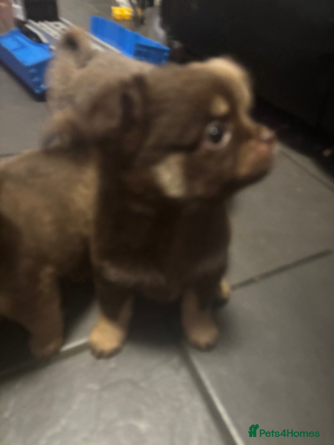 Chihuahua dogs for sale: 4 adorable male 3/4 chihuahuas  - Advert 7