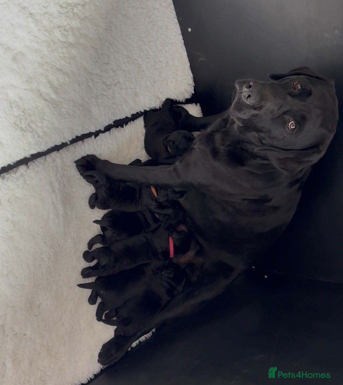 Labrador Retriever dogs Champion Sired | Fully Health Tested. Show puppies - Advert 9