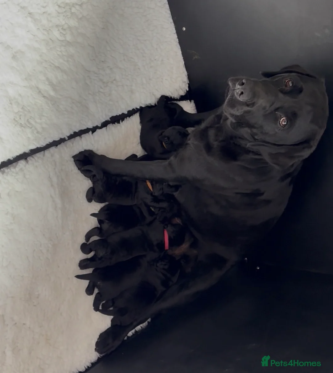 Labrador Retriever dogs for sale: Champion Sired | Fully Health Tested. Show puppies - Advert 1