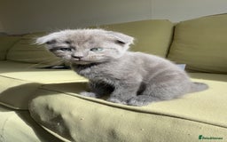 Scottish Fold cats for sale: 🐾ADORABLE SCOTTISH KITTENS FOR SALE🐾  - Image 4