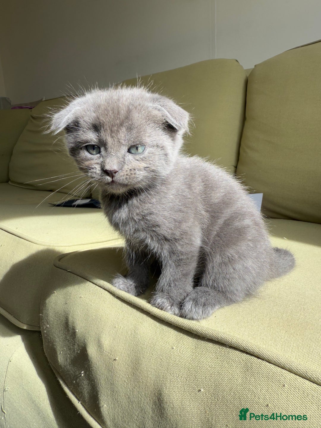 Scottish Fold cats for sale: 🐾ADORABLE SCOTTISH KITTENS FOR SALE🐾  - Image 4