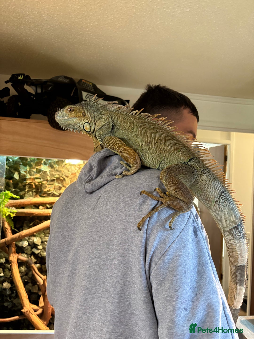 Iguana reptiles for sale: Female green iguana almost 4years old plus Viv  - Advert 6