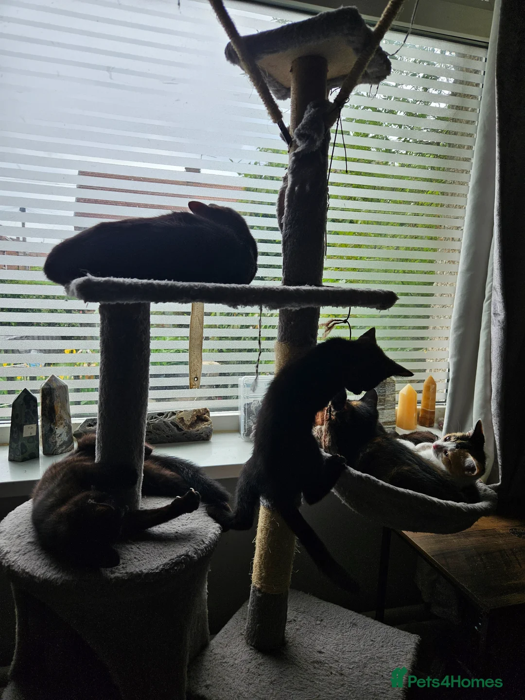 Mixed Breed cats for sale: Kitten looking for forever homes - Advert 1